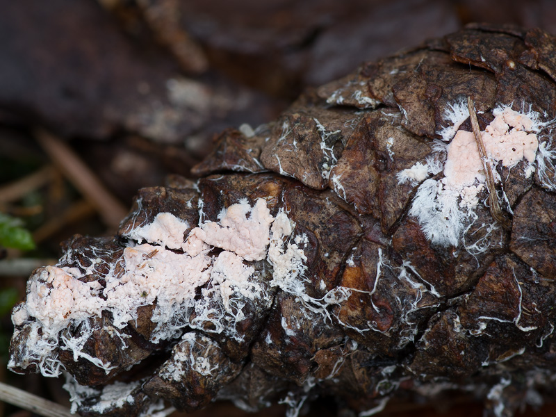 Corticium boreoroseum